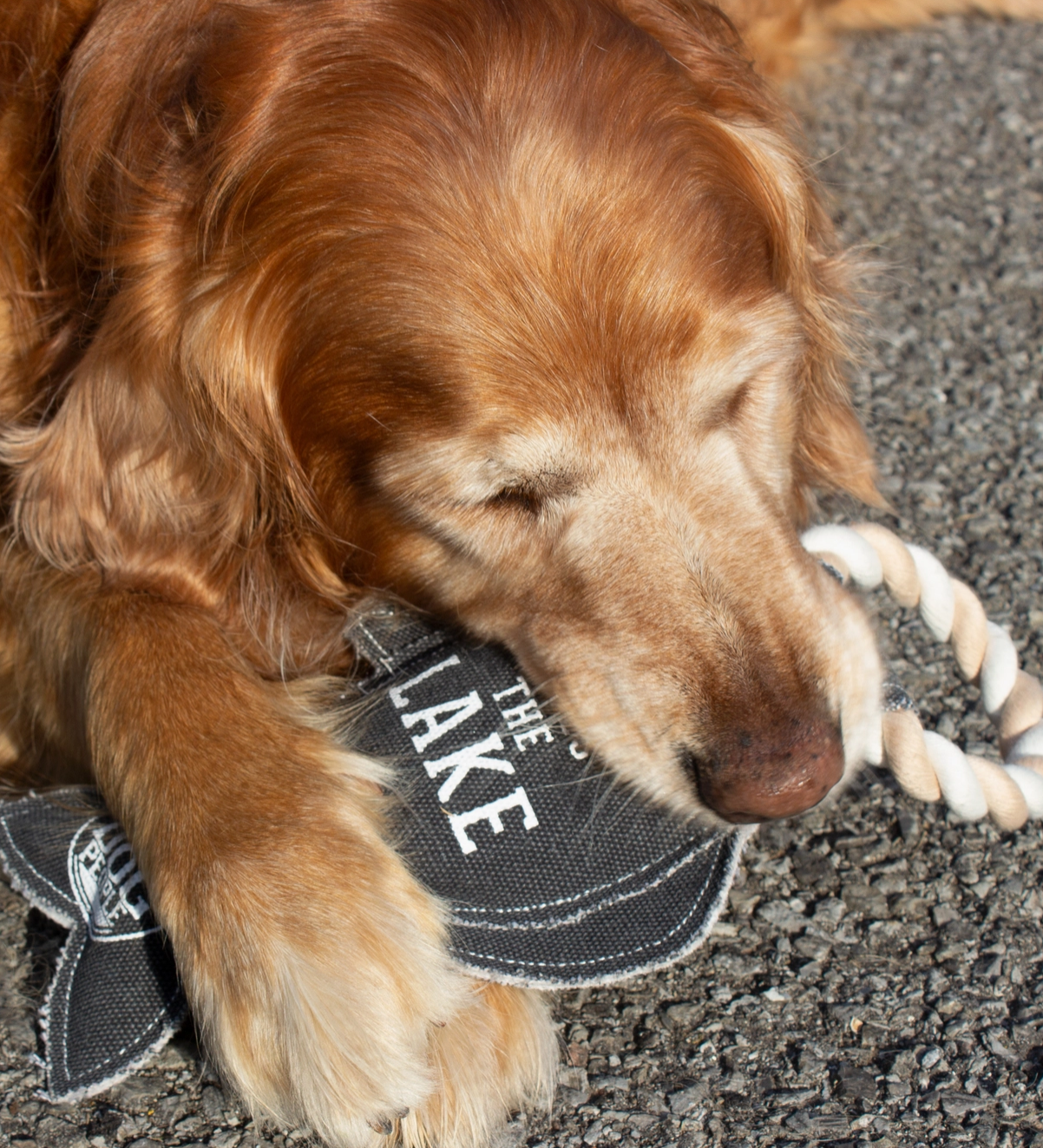 Lake Dog - Dog Toy
